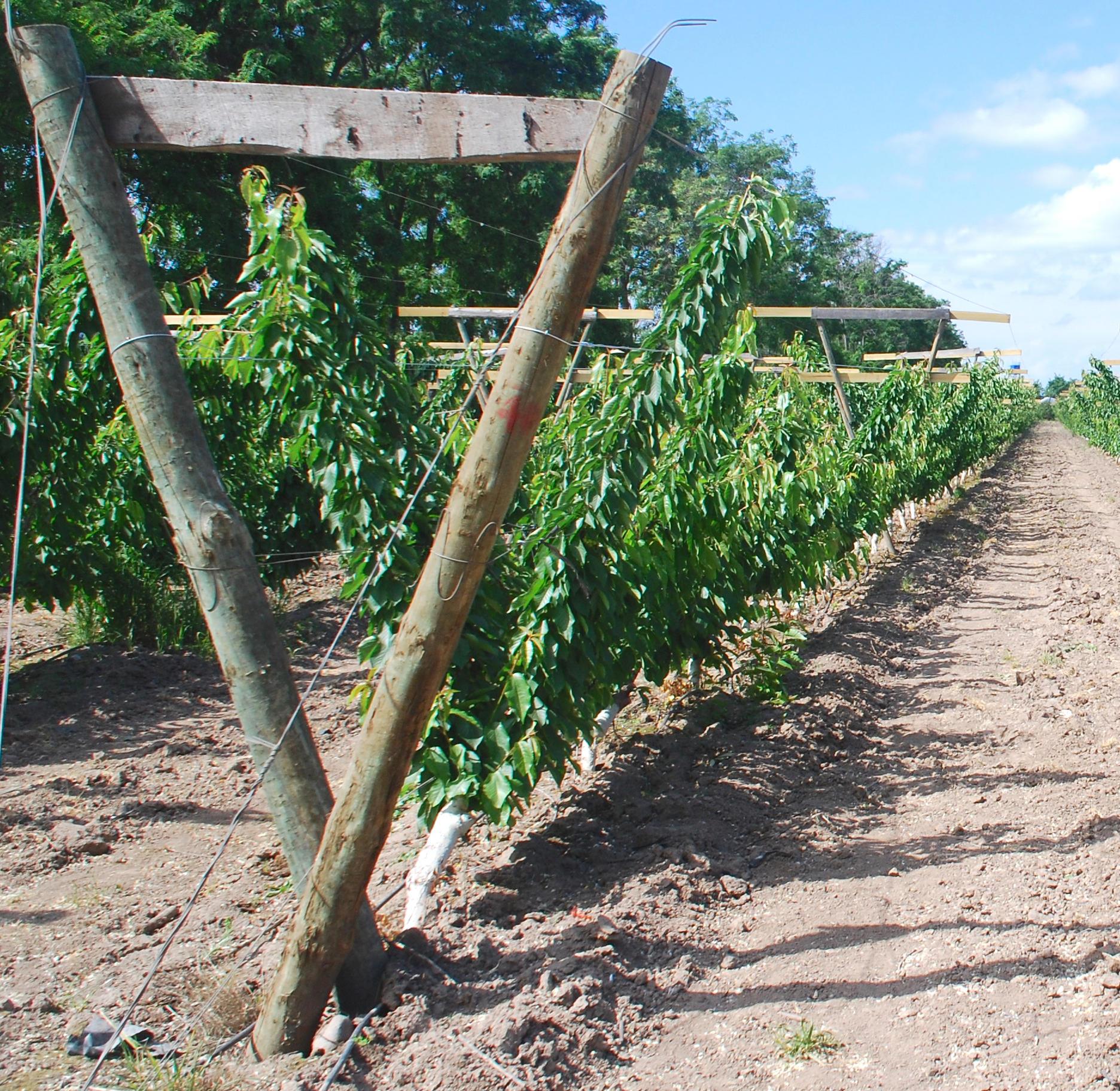 A V-shaped trellis supports a row of young cherry trees.