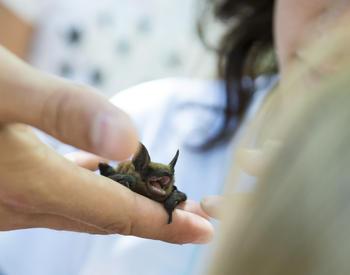Person holding a baby bat at wildlife camp
