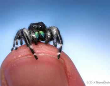 Bold jumper on a person's finger