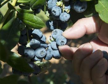 Someone picking blueberries