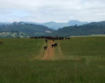 Cattle along grassy hill path