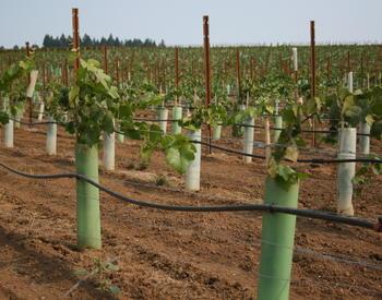 Young vineyard planted 2012