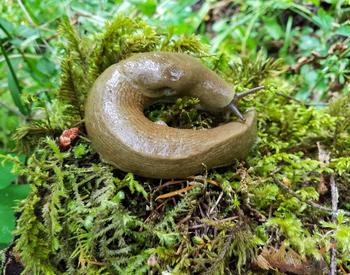 A slug curled up on a bed of moss
