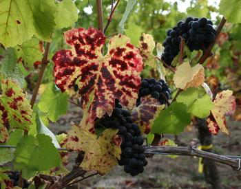 Red Blotch disease symptom on a Pinot noir vine.