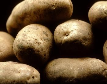Russet potatoes in a pile