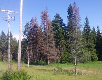 Grand fir trees dying from dought and heat