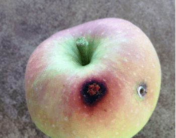 apple with damage on skin
