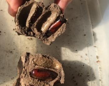 Large red pupae in mud pods