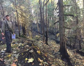 A forester stands in a burned forest looking up at trees and evaluating damage.