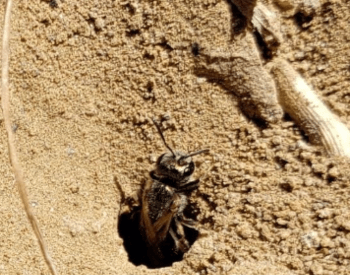 A ground-nesting bee pokes its head out of a tiny hole in the ground.