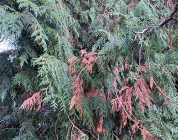 Cedar branches with brown spots