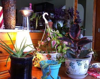 Variety of houseplants on a table