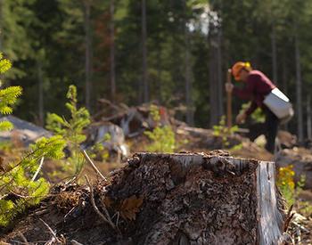 A tree planter is shown slightly out of focus in the background of a cleared forest area where trees are being replanted.