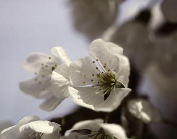 close up of cherry blossom