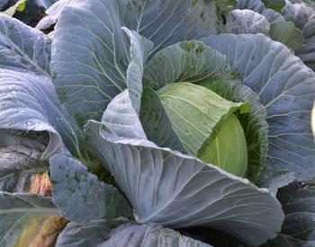 field of green cabbages