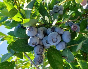 ripe blueberry cluster on bush