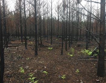 A burned stand of young trees creates a stark landscape.