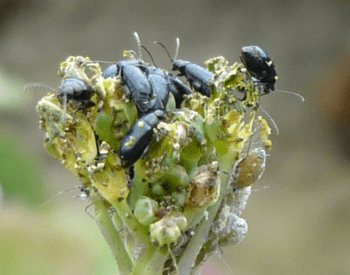 flea beetles