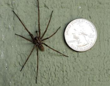 large spider next to a quarter