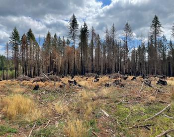 A burned forest area and scorched trees.