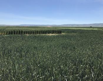 Research wheat plots at the Columbia Basin Agricultural Research and Extension Center.