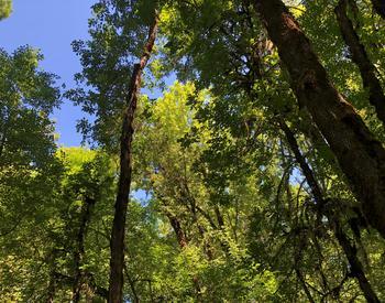 canopy of Oregon ash trees