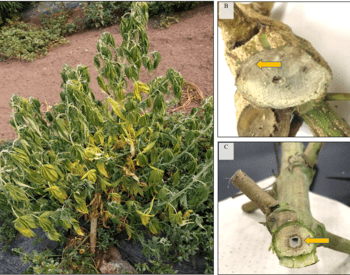 A series of three photos show a wilted hemp plant and two cross-section views of an infected stem that show discoloration of vascular tissues.