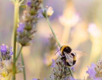 A bumblebee on a spring of lavendar.