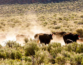 Cattle in a rangeland near Silver Lake, Oregon.