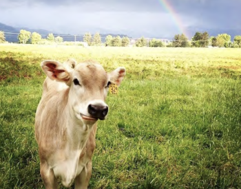 Cow in field with rainbow in the sky
