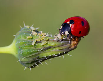 A ladybug eating aphids on a plant.