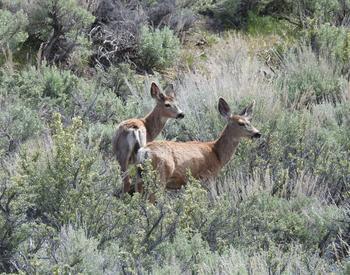 A mule deer doe and fawn in a meadow of sagebrush.
