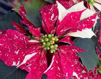 A white and red speckled poinsettia plant.