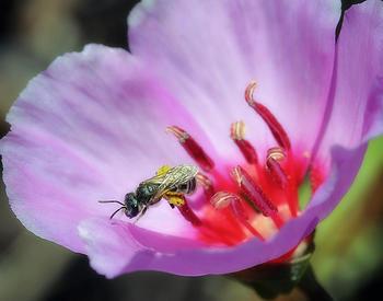 Sweat bee on farewell-to-spring by tj ghehling cc by nc nd 2.0