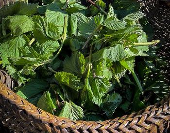 nettle greens in a basket