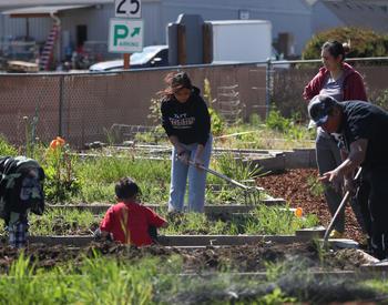 A Latino family pulls weeds from a garden box at the Taft Community Garden in Lincoln City.