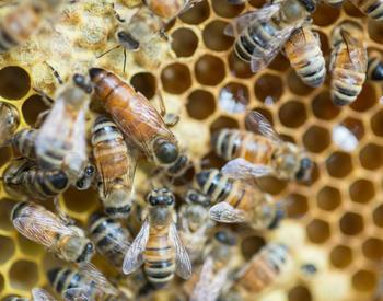 Bees on a comb with the queen in the center.