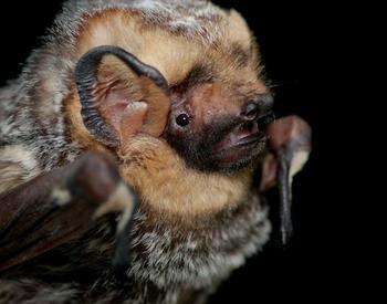 Close up view of Hoary bat