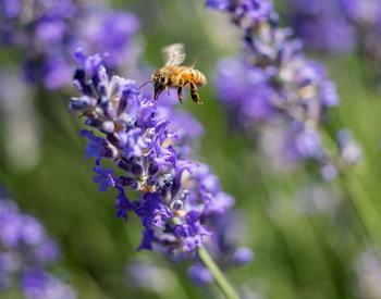A honeybee visits lavender in the OSU Extension Master Gardener Demonstration Garden in Hood River.