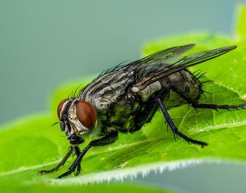 close up of a cluster fly