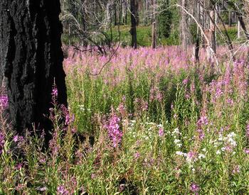 fireweed in forest