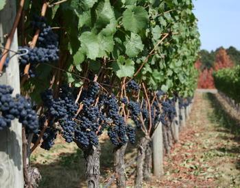 beautiful wine grapes near harvest