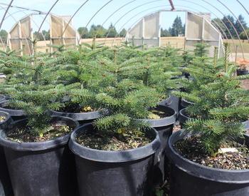 Small Christmas trees in large pots in a nursery