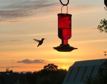 Hummingbird approaching a feeder while the sun sets in the background