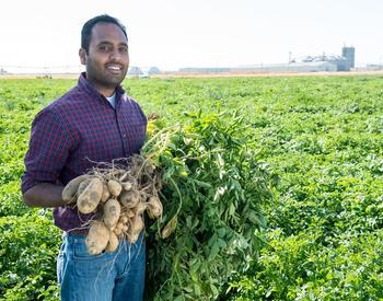 Sagar Sathuvalli stands in a green field and hold freshly pulled potatoes