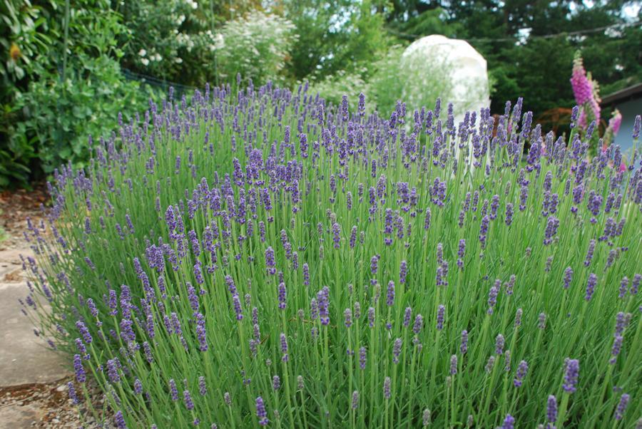 A lavender plant with long green stalks topped with purple flowers is shown in a garden.