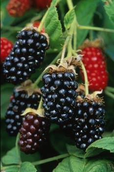 Brambles: Organic Production – ATTRA – Sustainable Agriculture