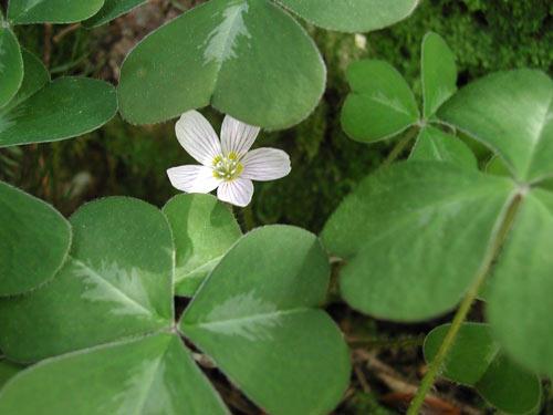 Native Groundcovers Are Great For Home Landscapes Osu Extension Native Groundcovers Are Great For Home