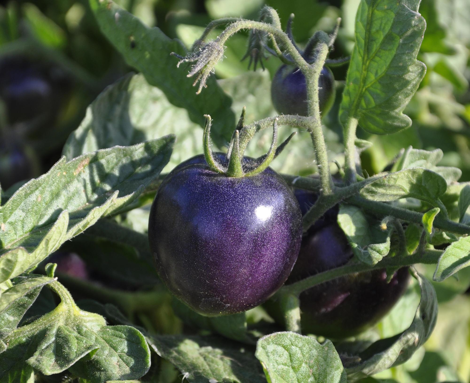 Purple tomato debuts as 'Indigo Rose' | OSU Extension Service