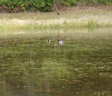 Two ducks swim on water affected by an algae bloom.